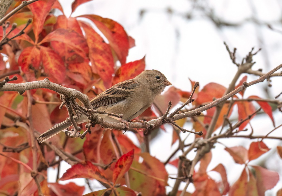 Карнатка польова - ML645607721