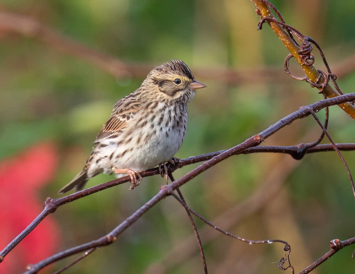 Пасовник савановий - ML645607723