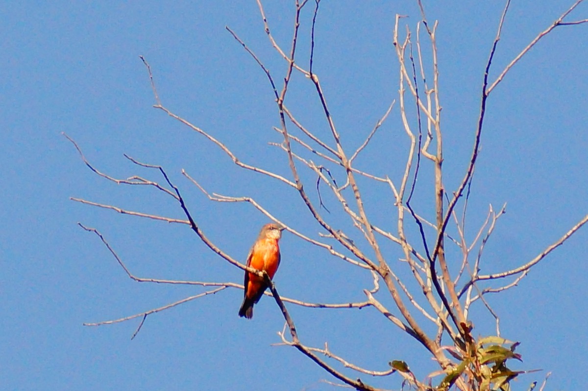 Москверо вогнистий - ML645607724