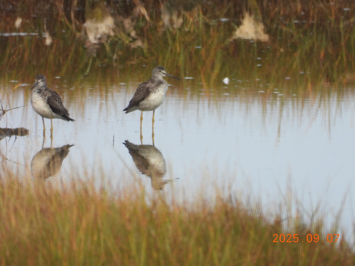 Коловодник строкатий - ML645607725