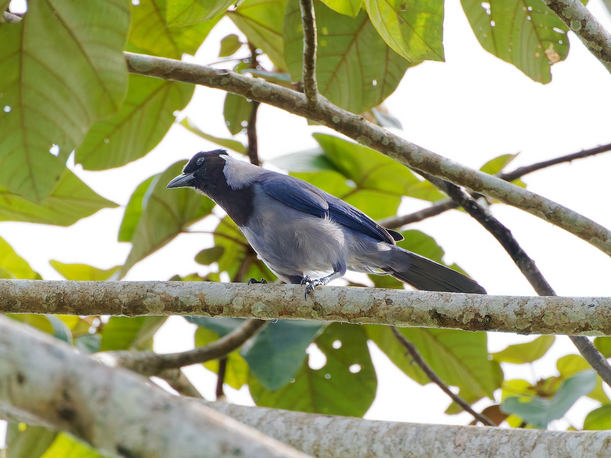 Пая гіацинтова - ML645607731