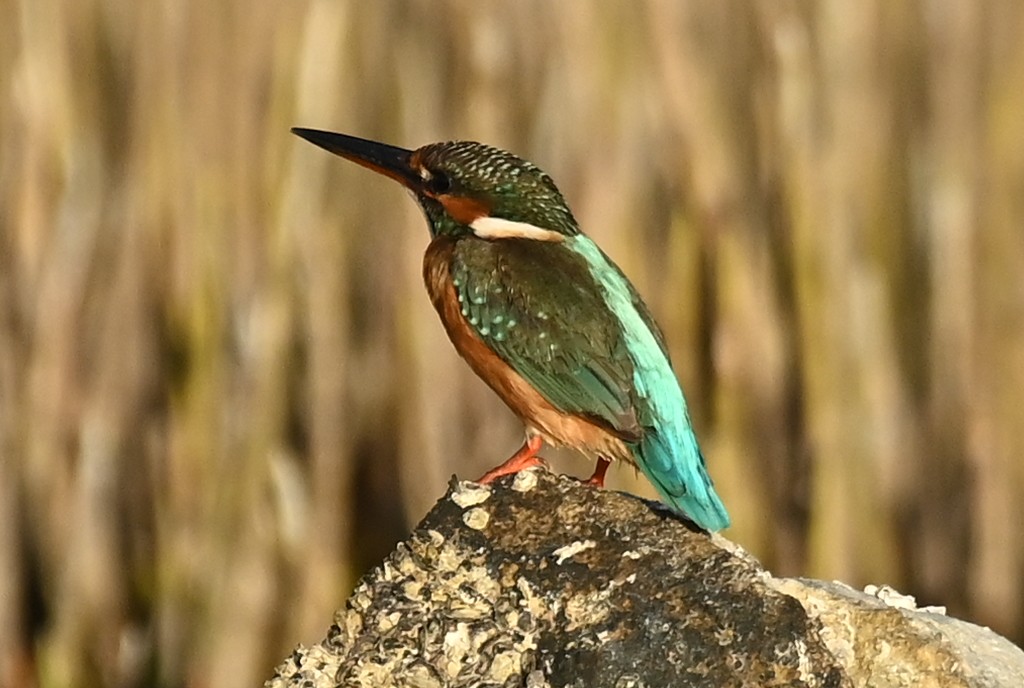 Рибалочка блакитний - ML645607732