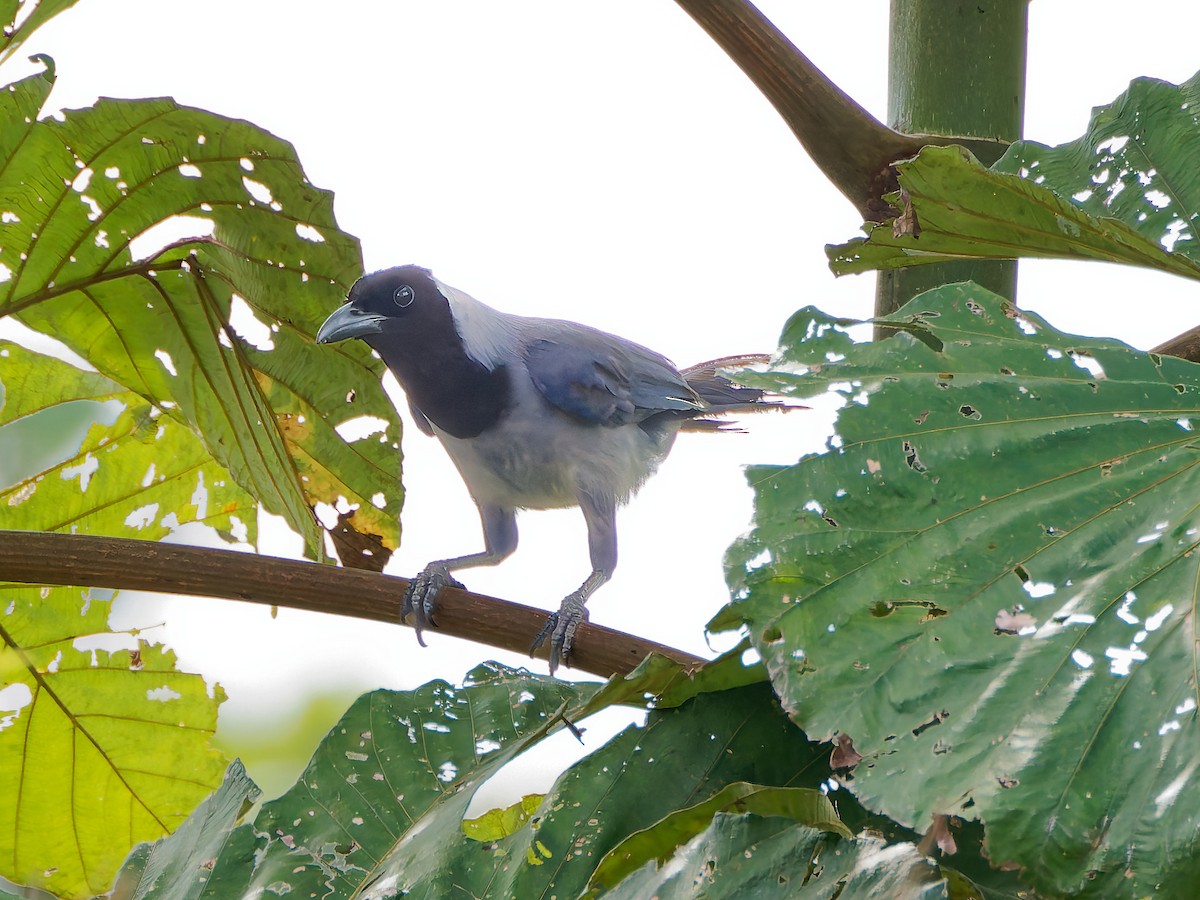 Пая гіацинтова - ML645607733