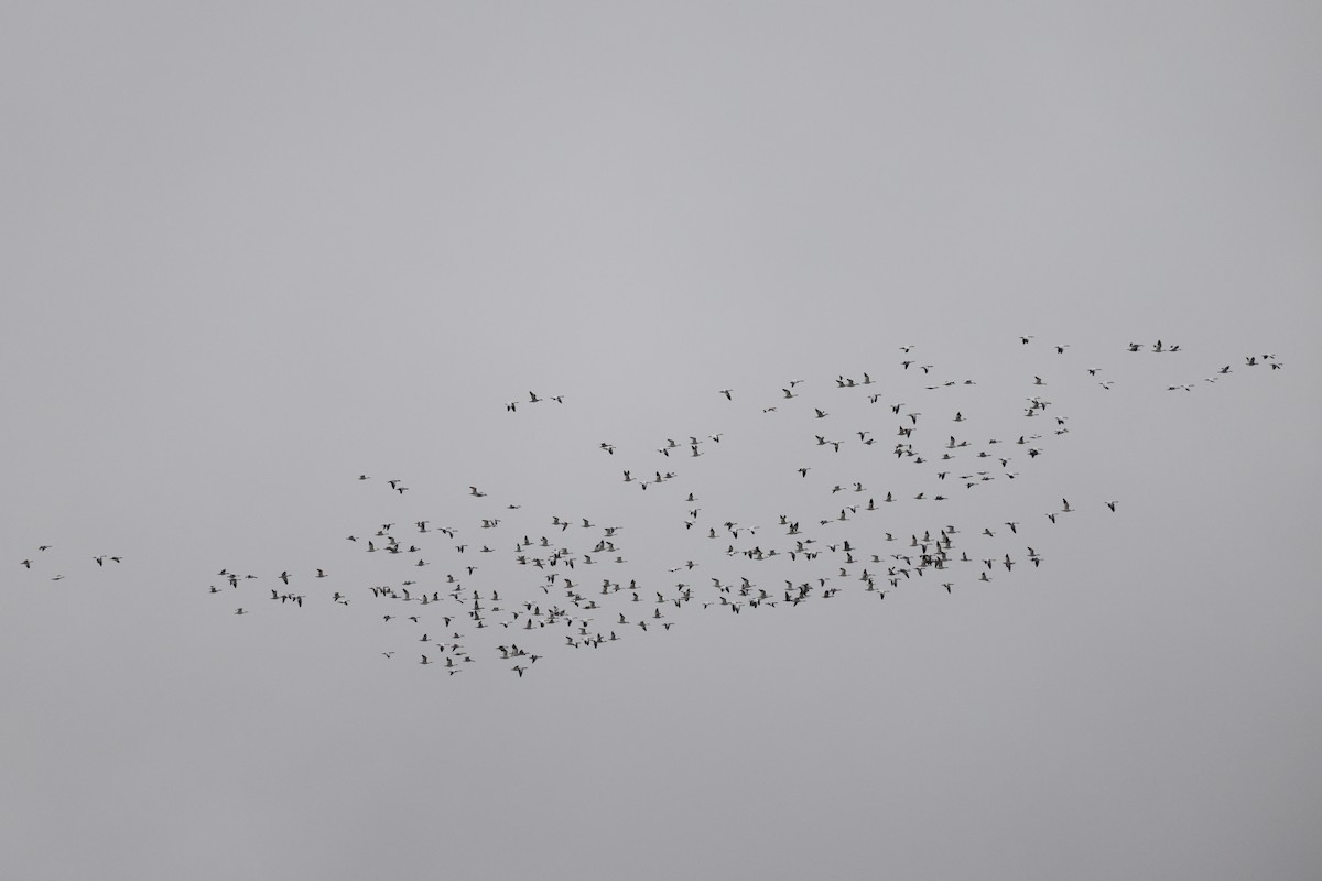 Snow Goose - ML645607736