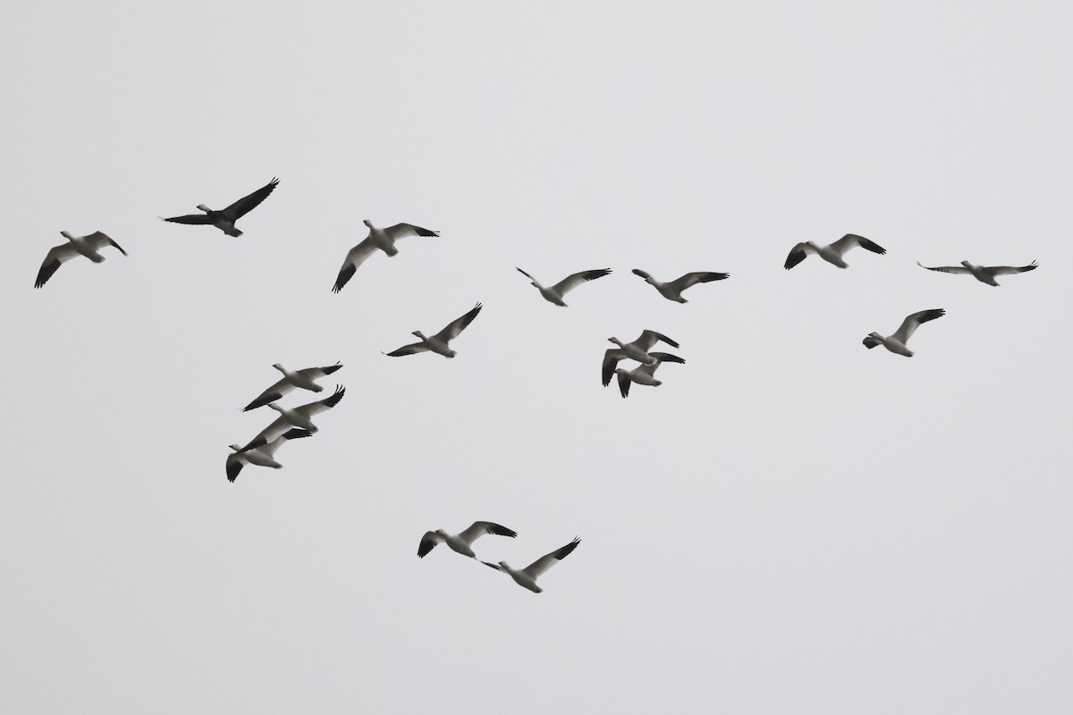 Snow Goose - ML645607743