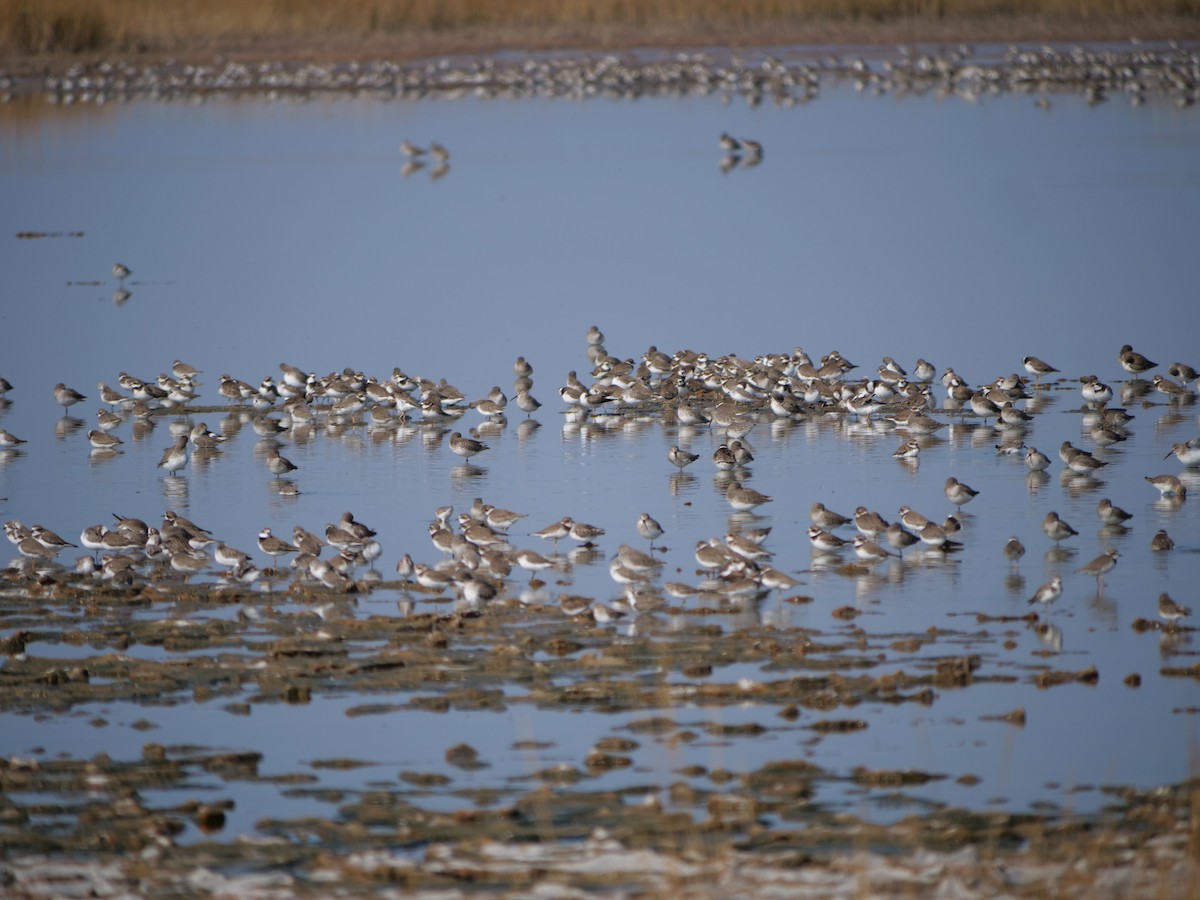 Semipalmated Plover - ML645607746