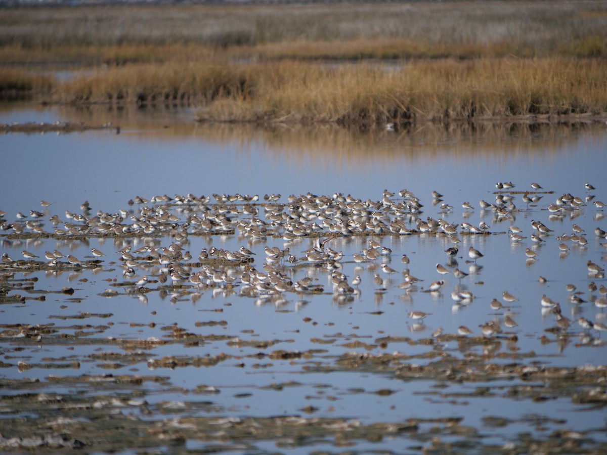 Semipalmated Plover - ML645607757