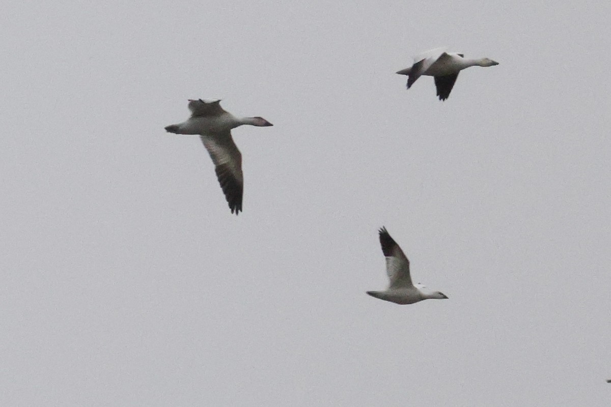 Ross's Goose - ML645607758