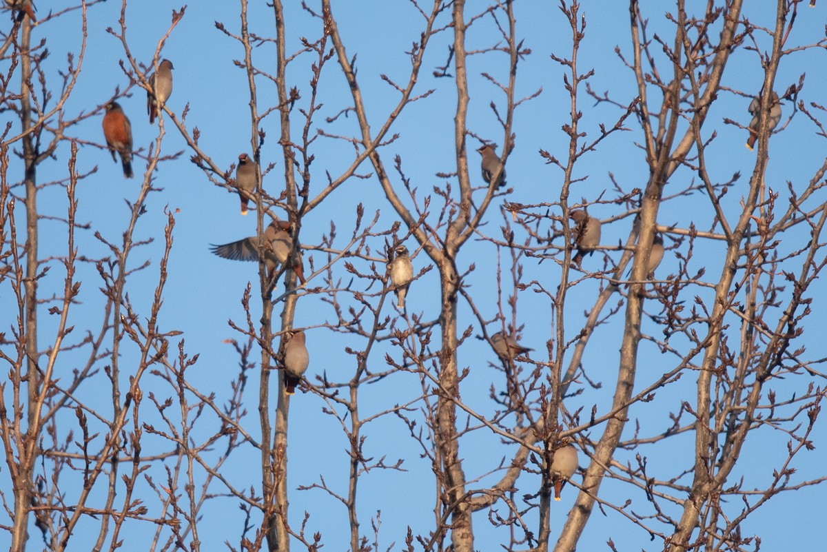 Cedar Waxwing - ML645607766