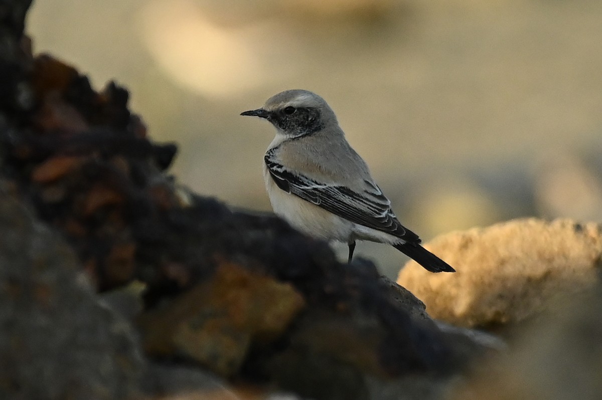 Monachella del deserto - ML645607775