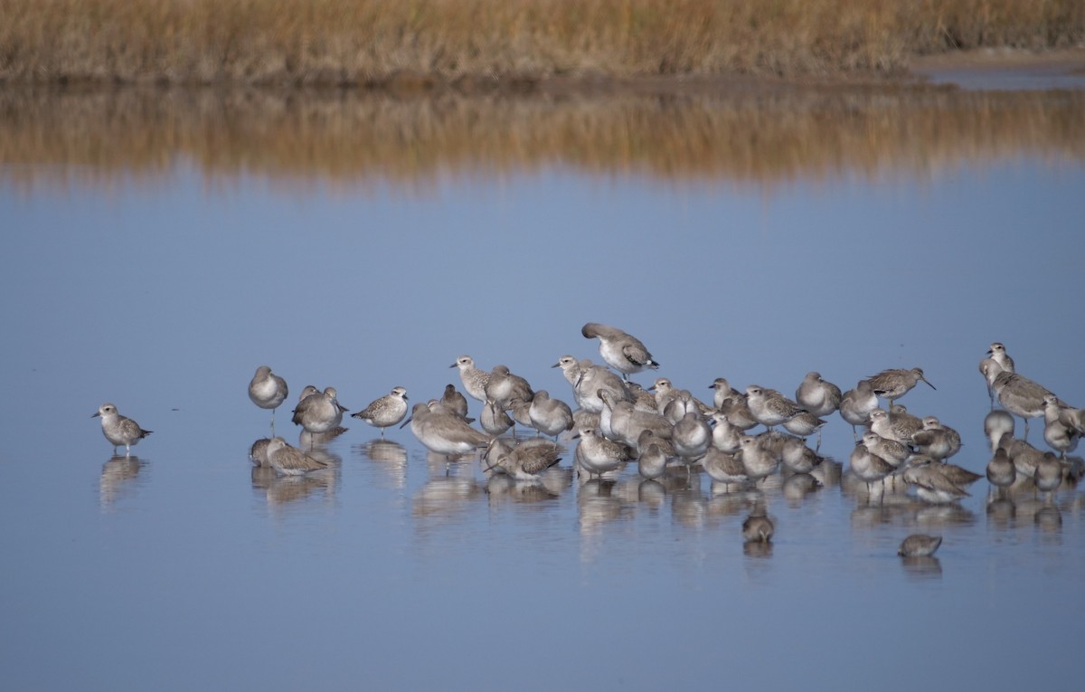 Black-bellied Plover - ML645607776