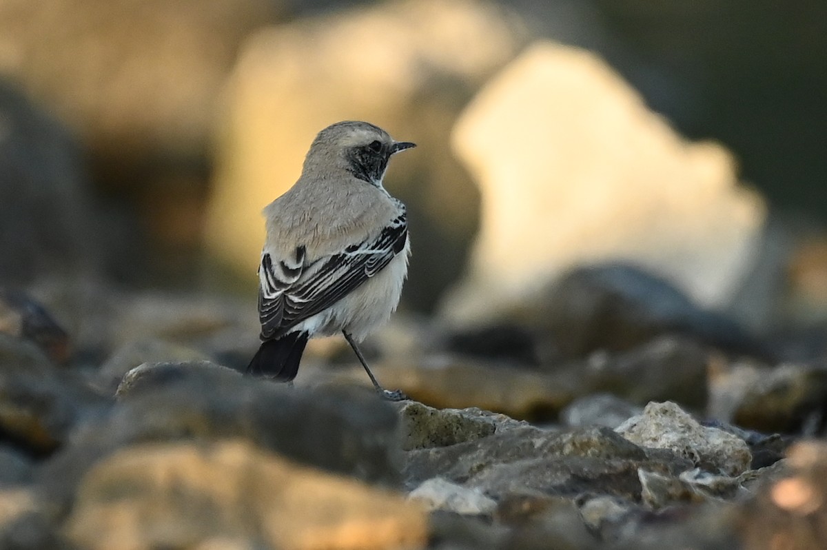 Monachella del deserto - ML645607777