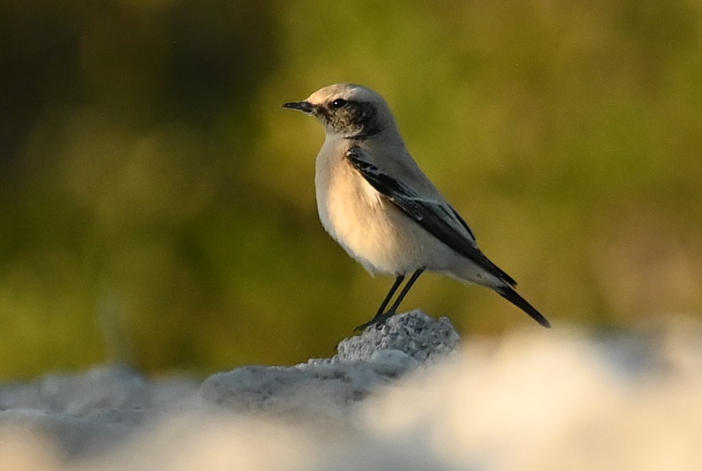 Monachella del deserto - ML645607778