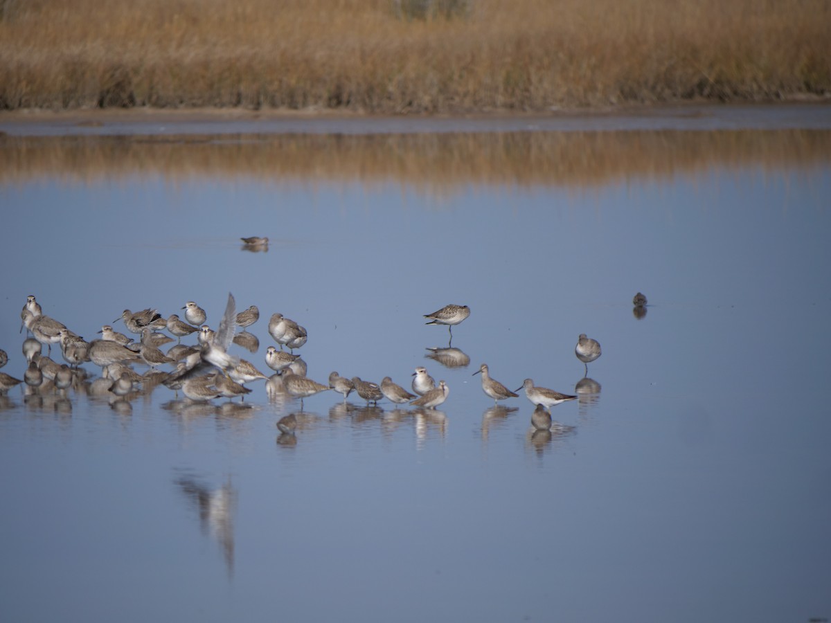 Black-bellied Plover - ML645607783