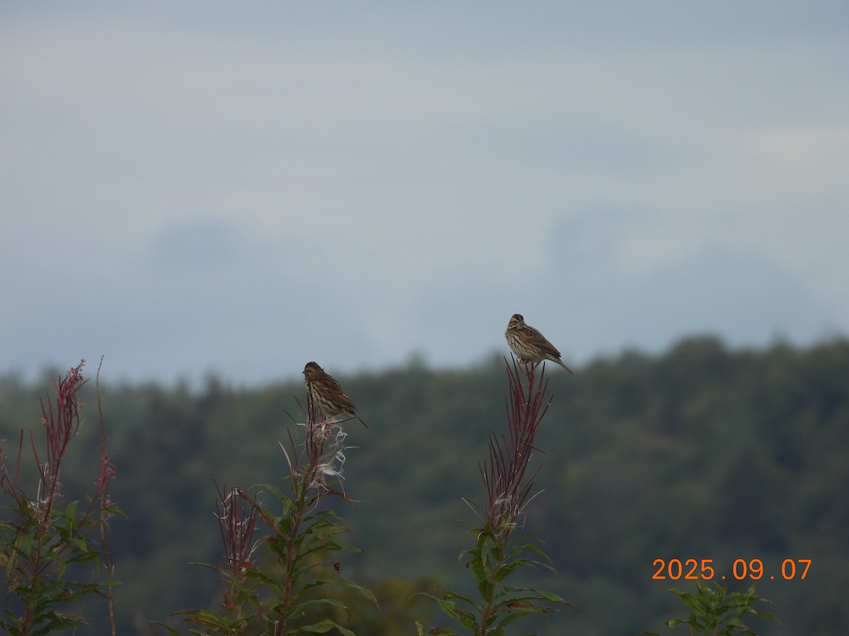 Savannah Sparrow - ML645607791