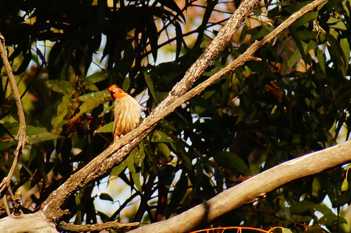 House Finch - ML645607798