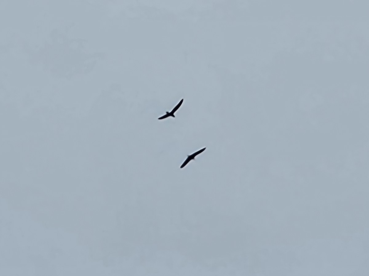 Larinae sp. - ML645607803