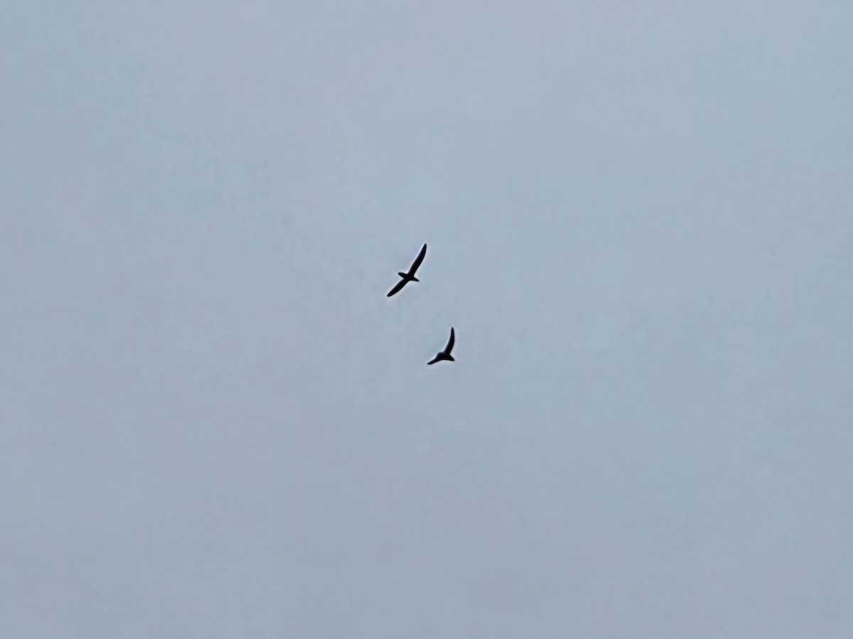 Larinae sp. - ML645607804