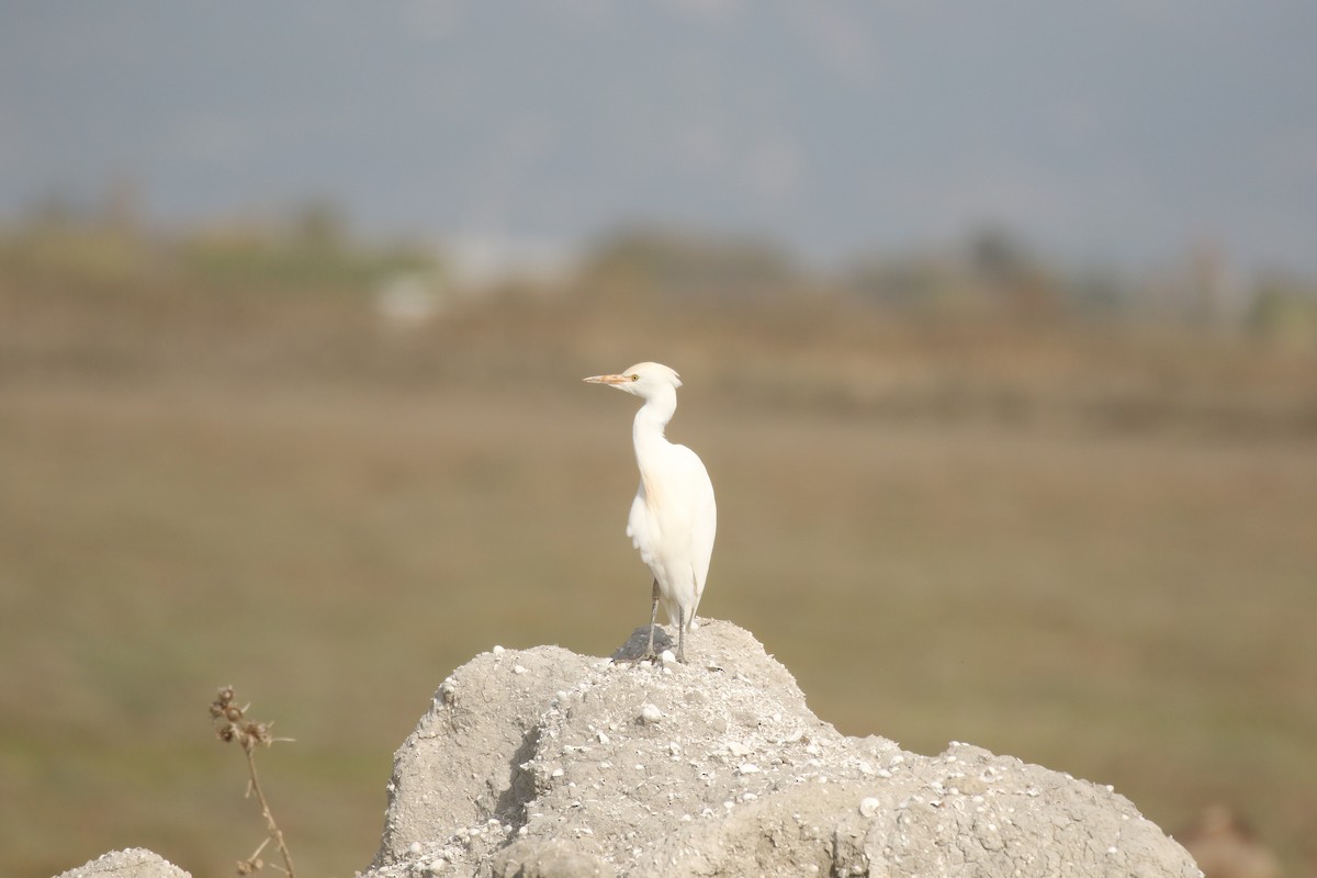 Western Cattle-Egret - ML645607807