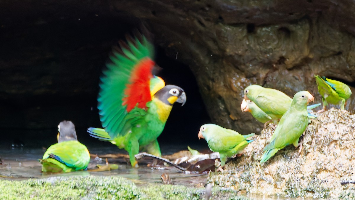 Orange-cheeked Parrot - ML645607819