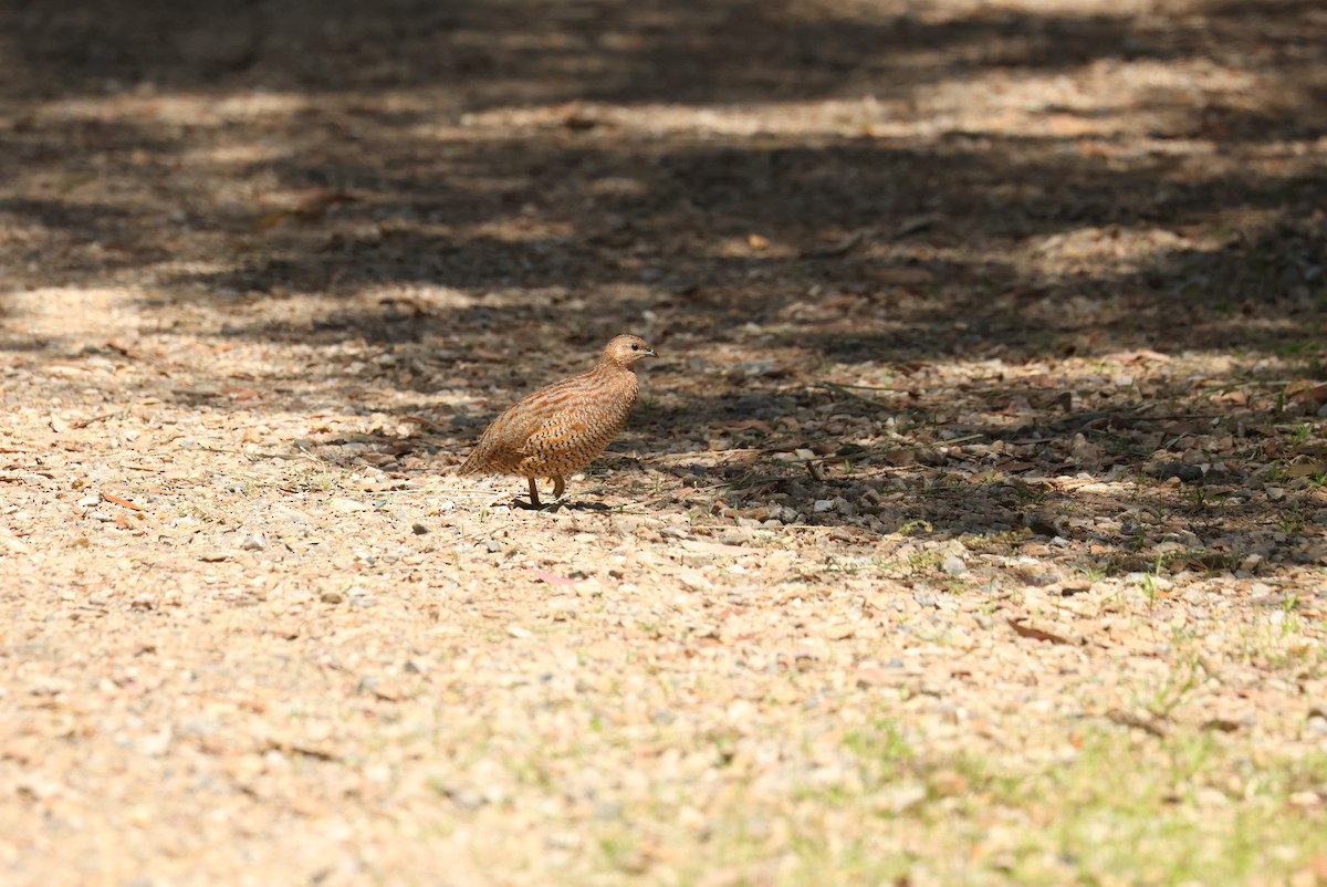 Brown Quail - ML645607826
