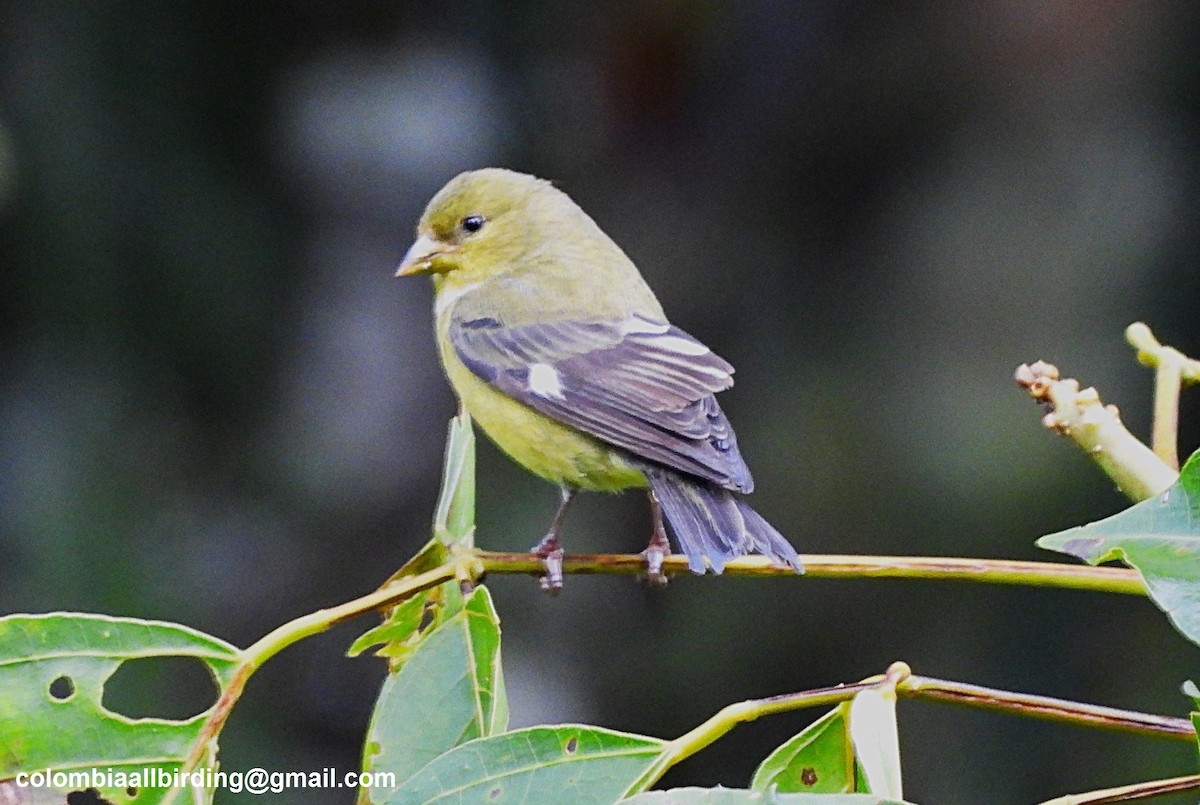 Yellow-bellied Siskin - ML645607829
