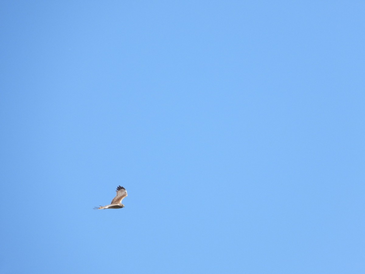 moták tichomořský - ML645607844