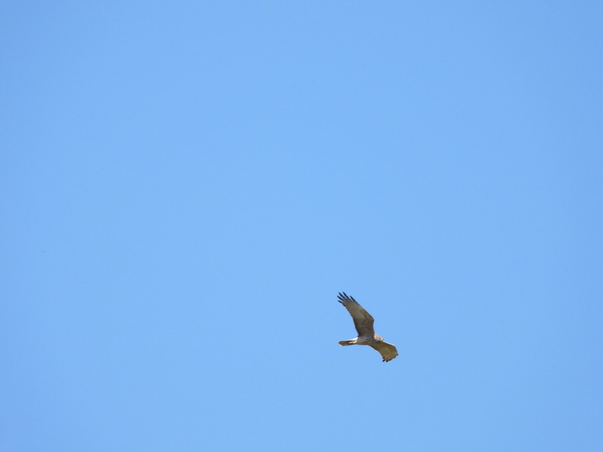 moták tichomořský - ML645607845