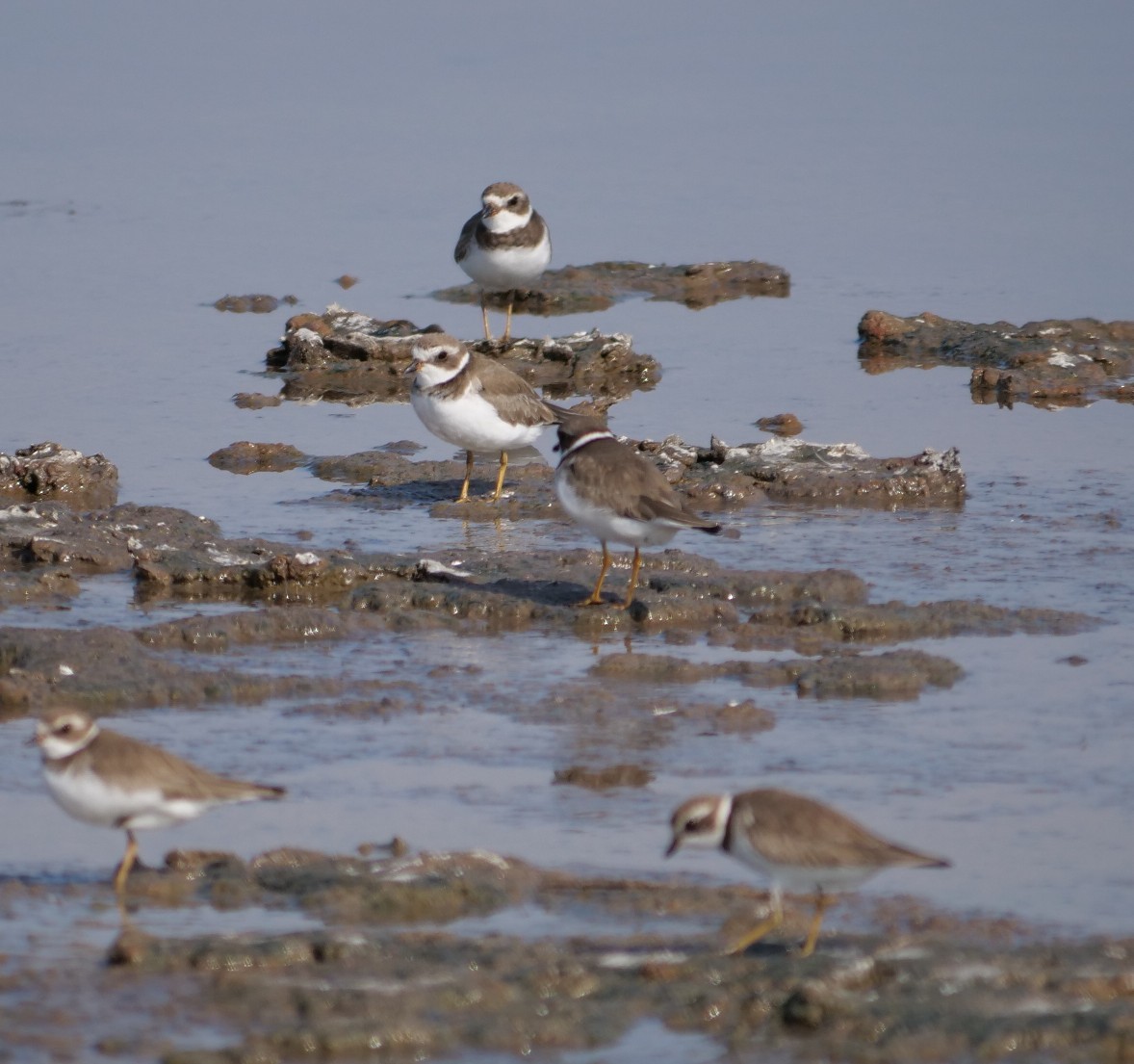 Semipalmated Plover - ML645607850