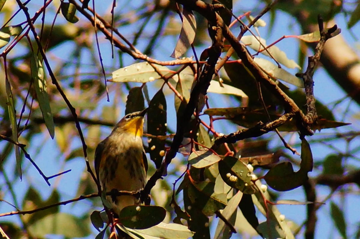 Yellow-rumped Warbler - ML645607851