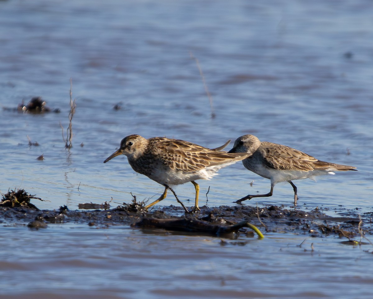 Çizgili Kumkuşu - ML645607879