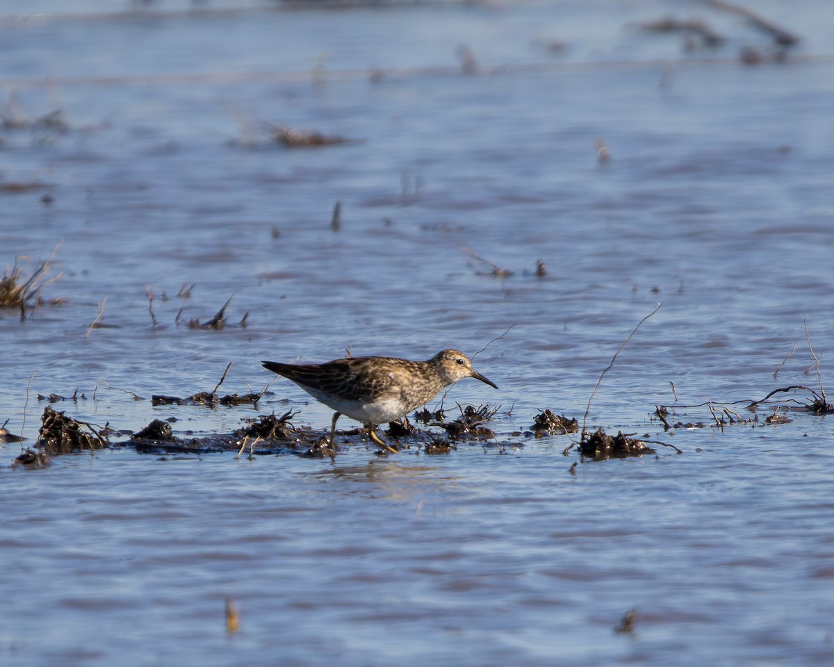 Çizgili Kumkuşu - ML645607880