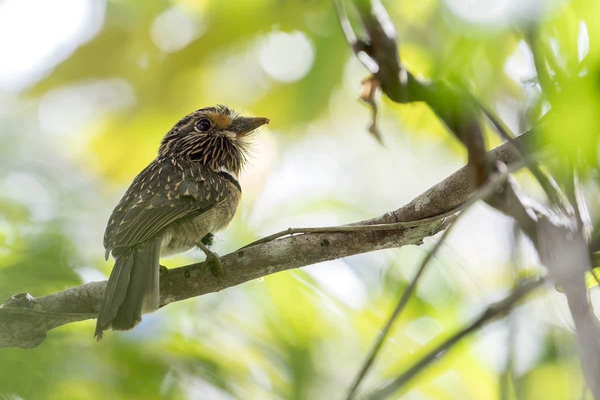 Tamatia rayé - ML645607883