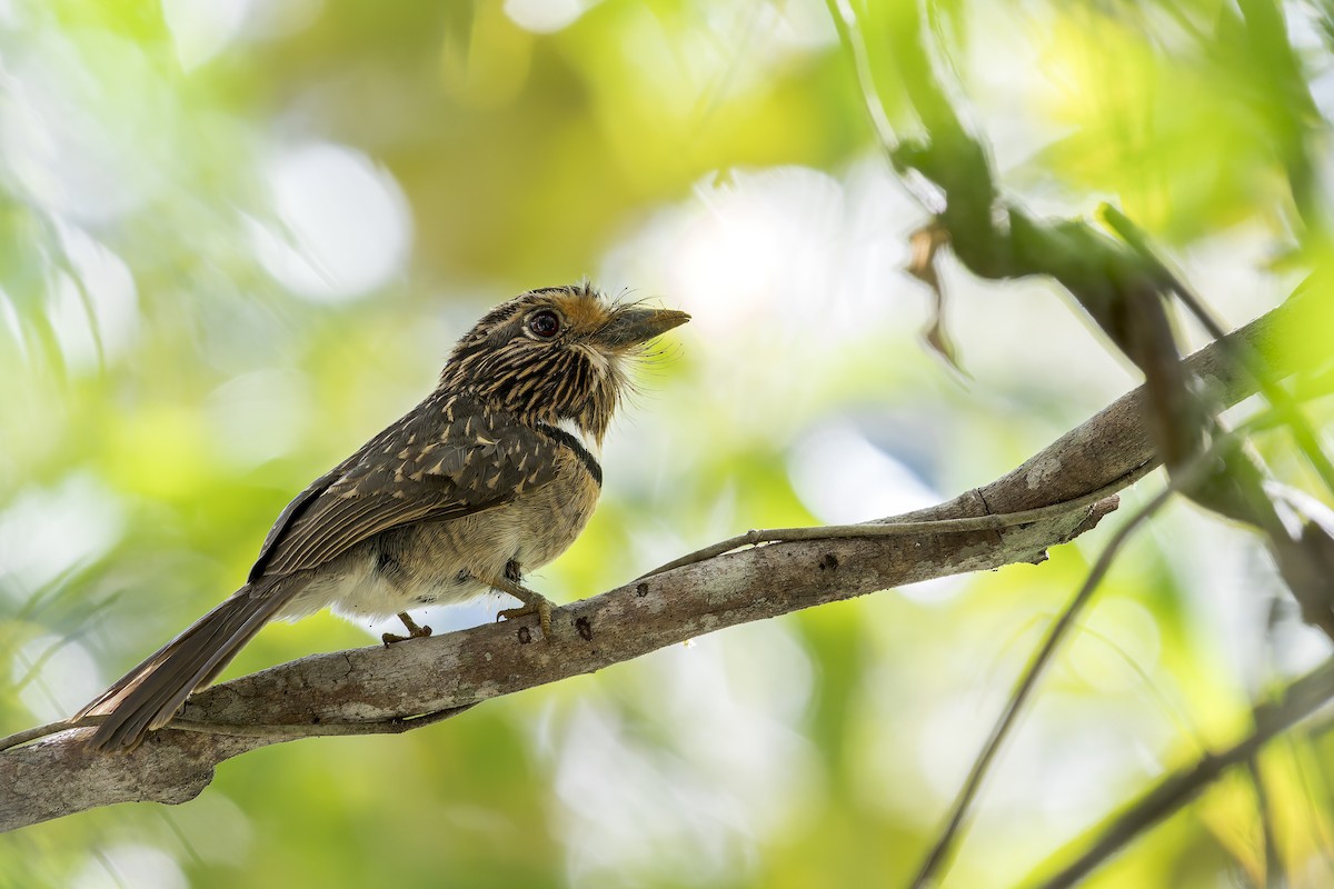 Tamatia rayé - ML645607886