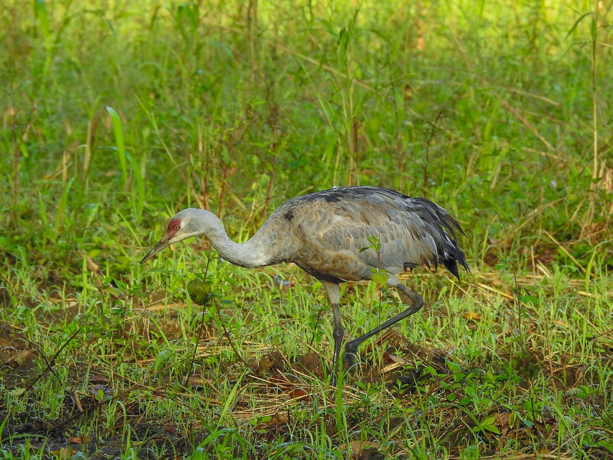 Sandhill Crane - ML645607894