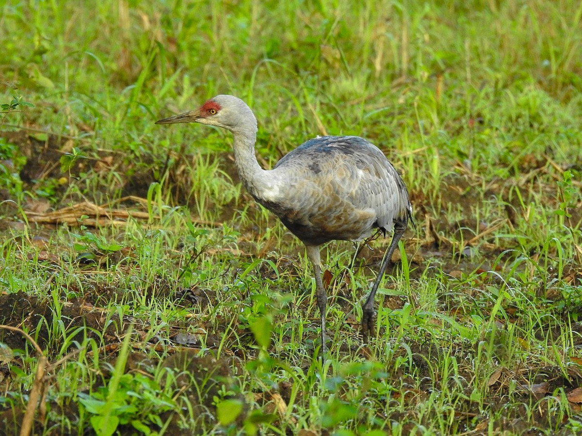 Sandhill Crane - ML645607895