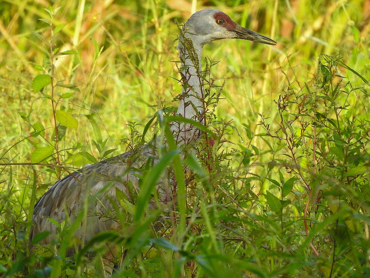 Sandhill Crane - ML645607896