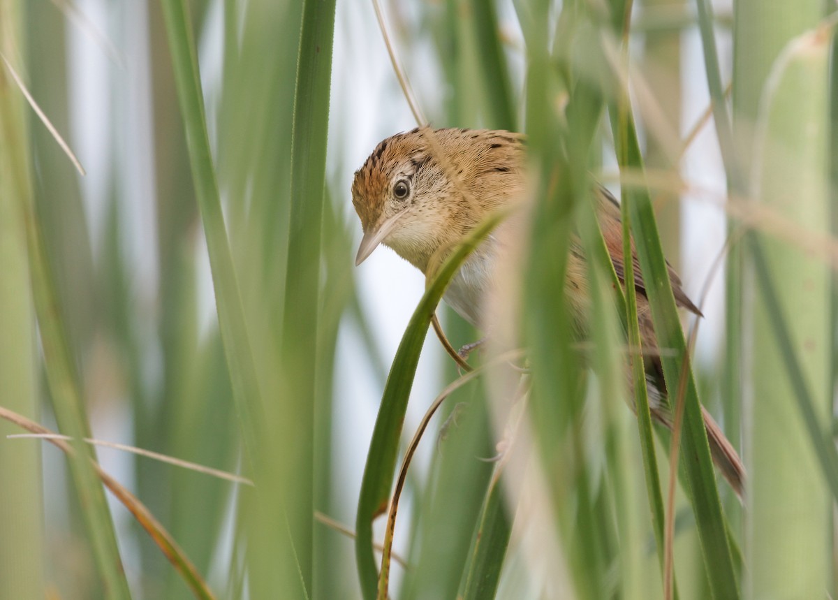 Bay-capped Wren-Spinetail - ML645607900