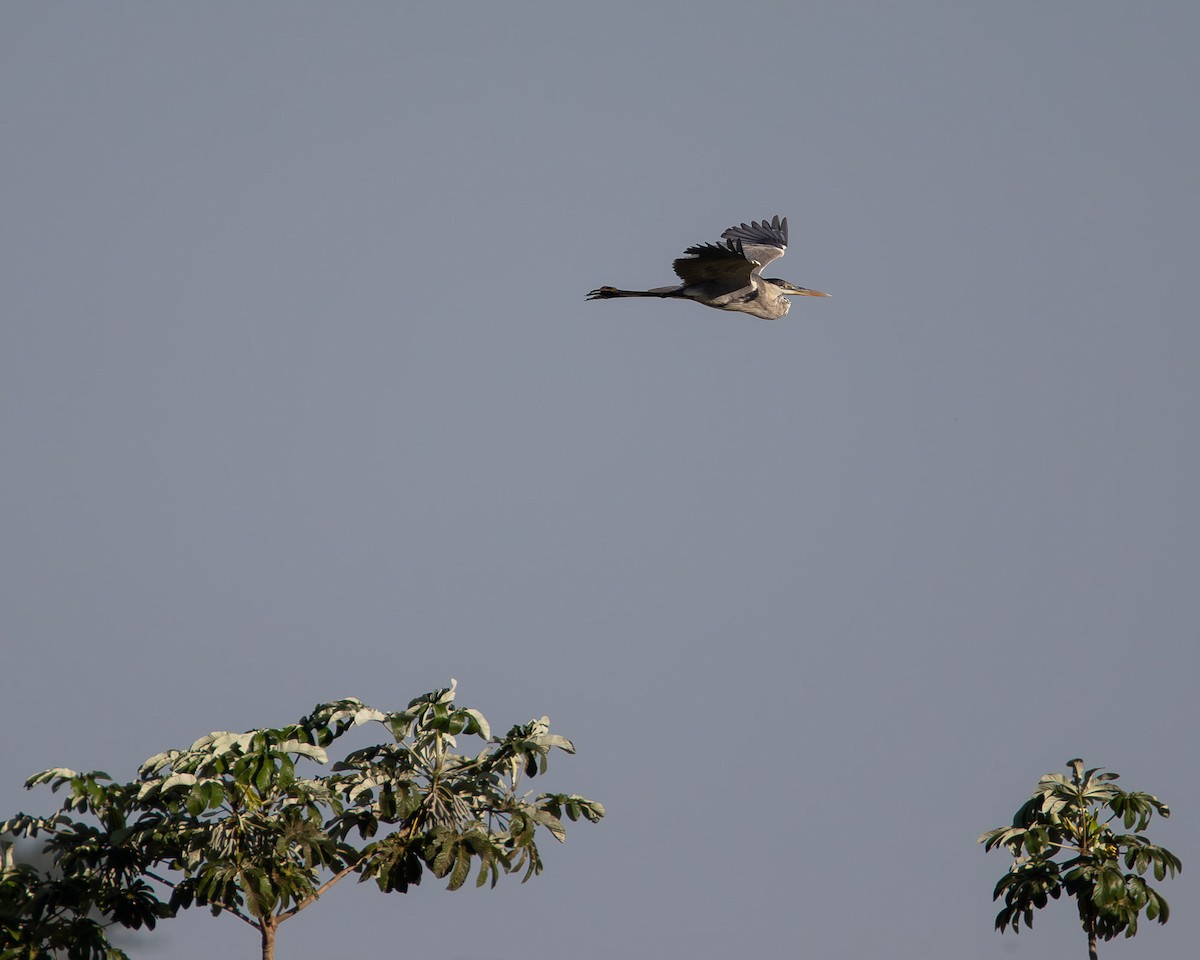 Cocoi Heron - ML645607906