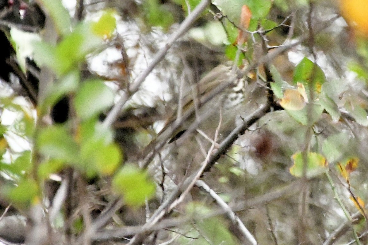 Hermit Thrush - ML645607908