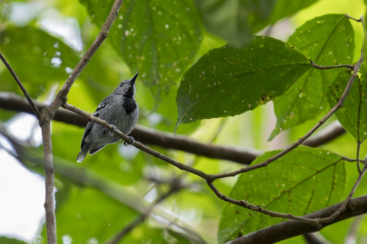 Myrmidon à queue blanche - ML645607910