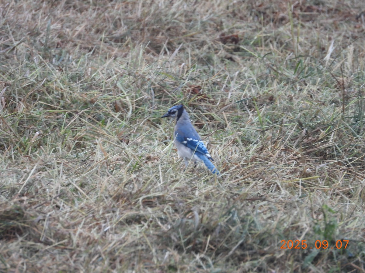 sojka chocholatá - ML645607911