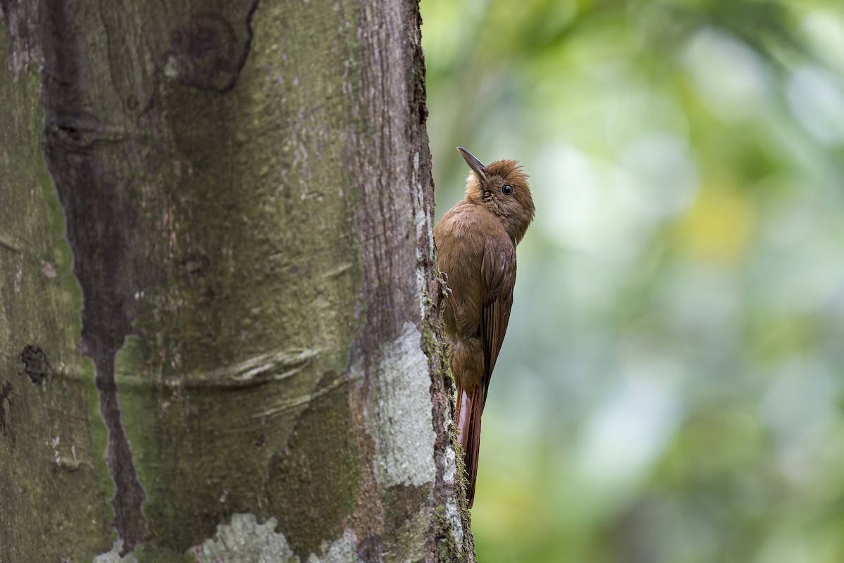 Trepatroncos Turdino - ML645607916