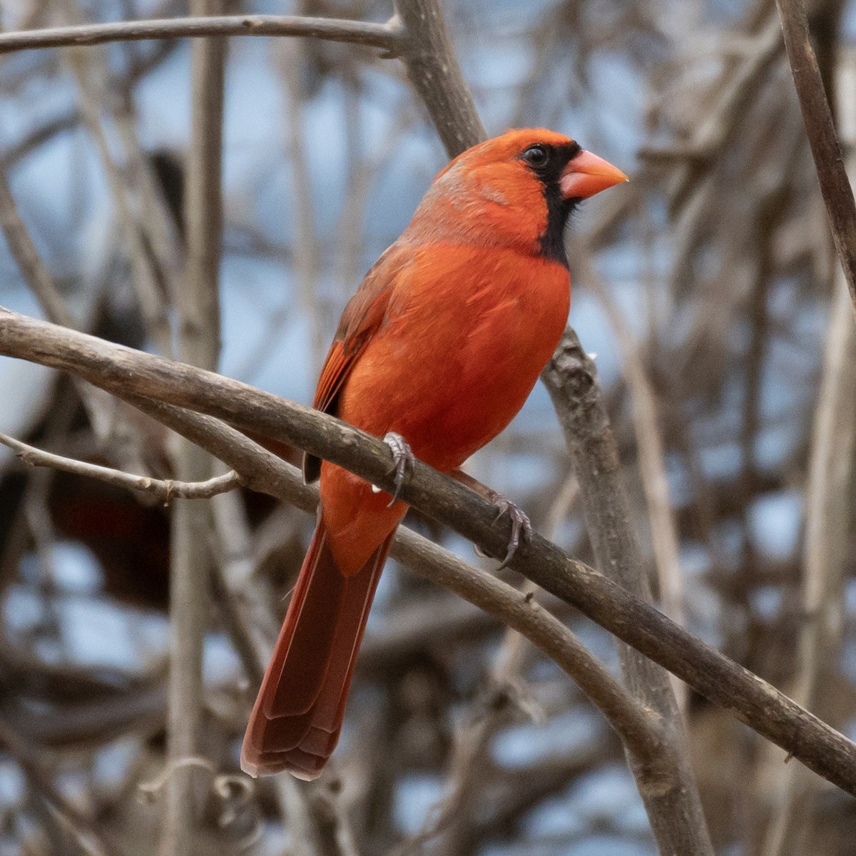 Northern Cardinal - ML645607918
