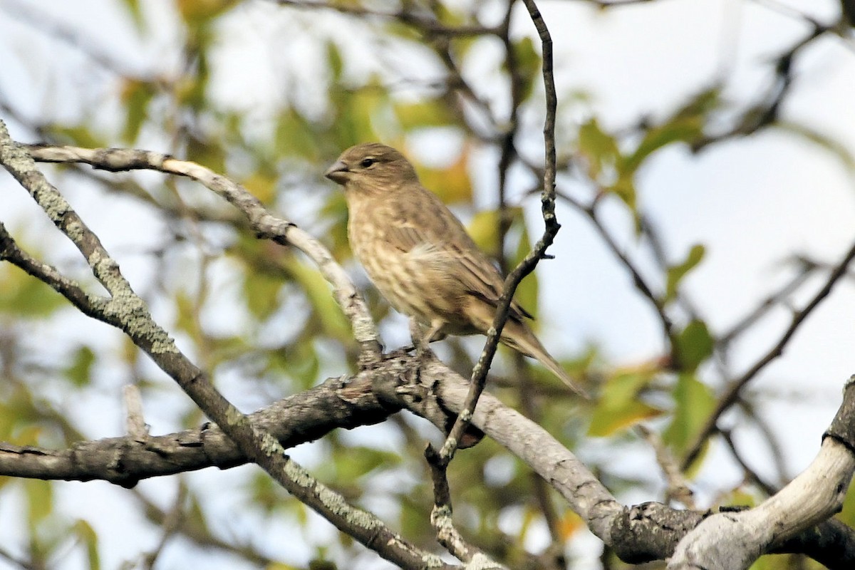 House Finch - ML645607931