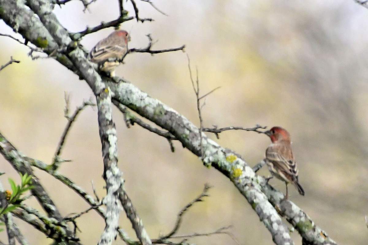 House Finch - ML645607932