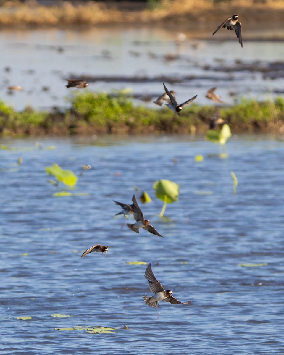 Cliff Swallow - ML645607936