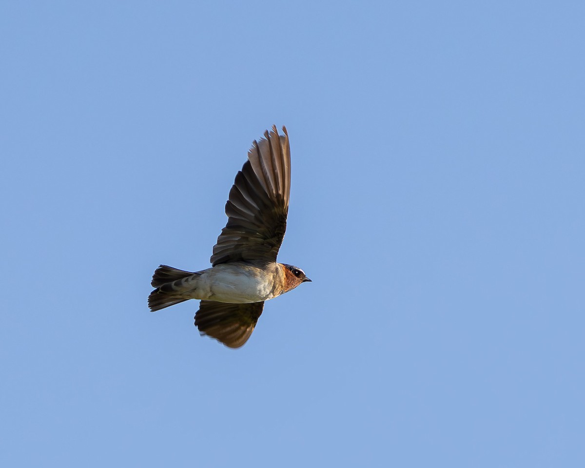 Cliff Swallow - ML645607937