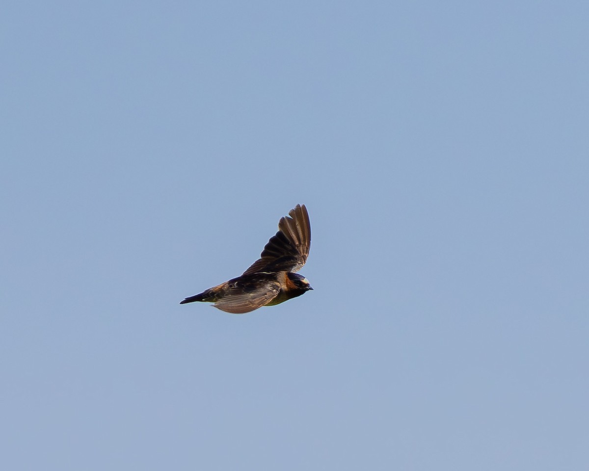 Cliff Swallow - ML645607938