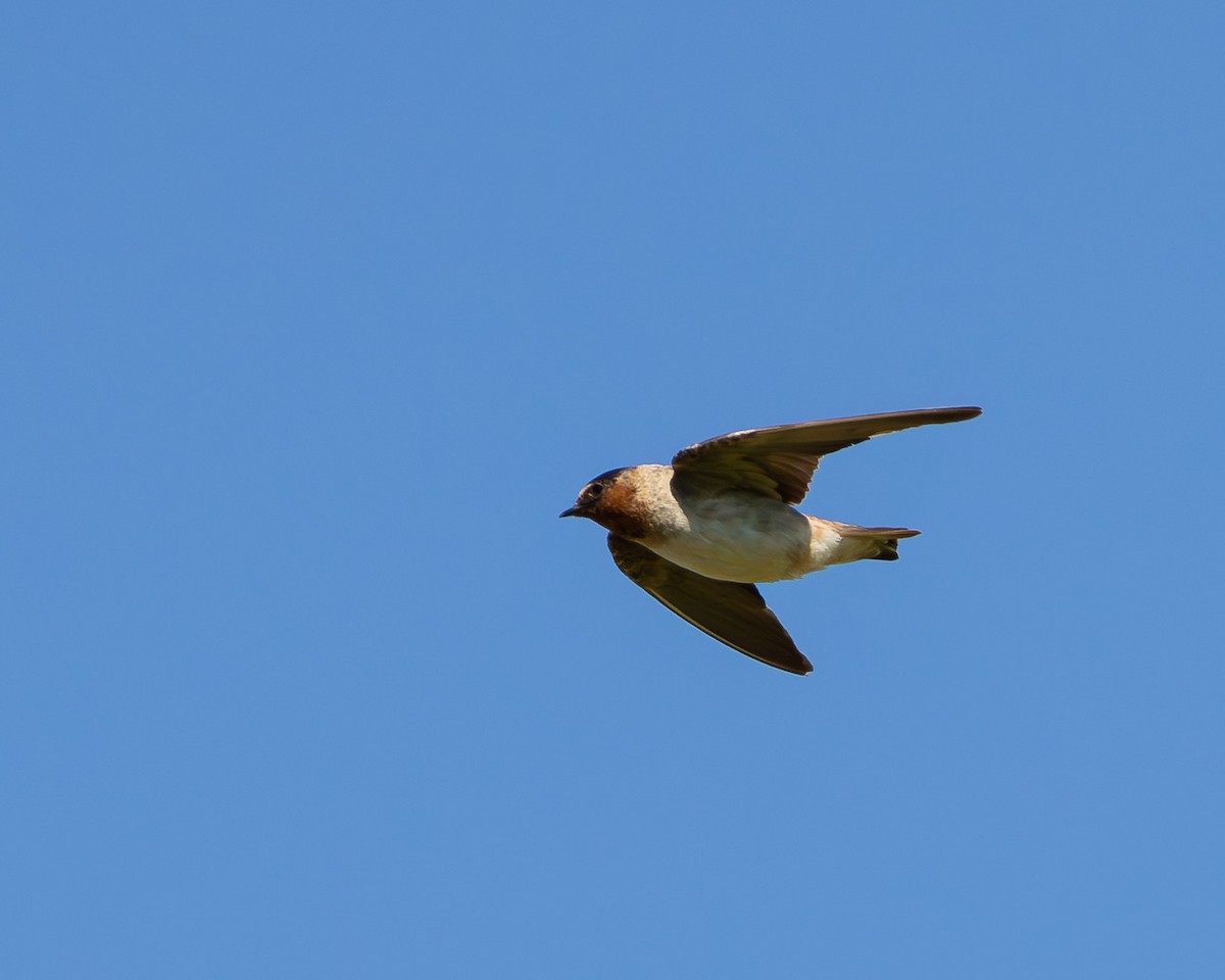 Cliff Swallow - ML645607939